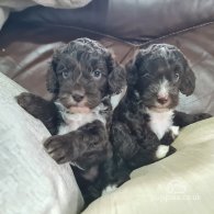 Cockapoo - Both