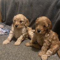 Cockapoo - Both