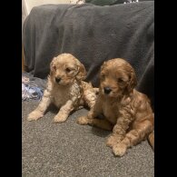 Cockapoo - Both