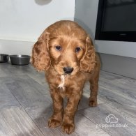 Cockapoo - Both