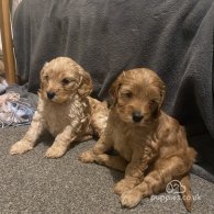 Cockapoo - Both