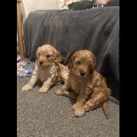 Cockapoo - Both