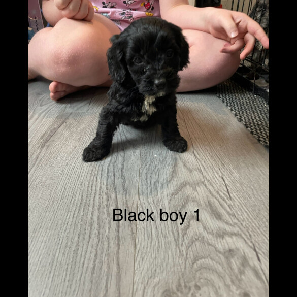 Cockapoo - Both