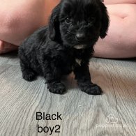 Cockapoo - Both