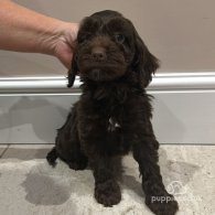 Cockapoo - Both