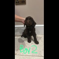 Cockapoo - Both