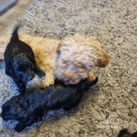 Cockapoo - Both