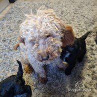 Cockapoo - Both