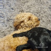 Cockapoo - Both