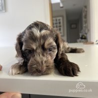 Cockapoo - Both