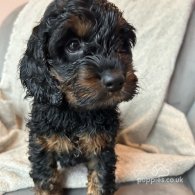 Cockapoo - Both