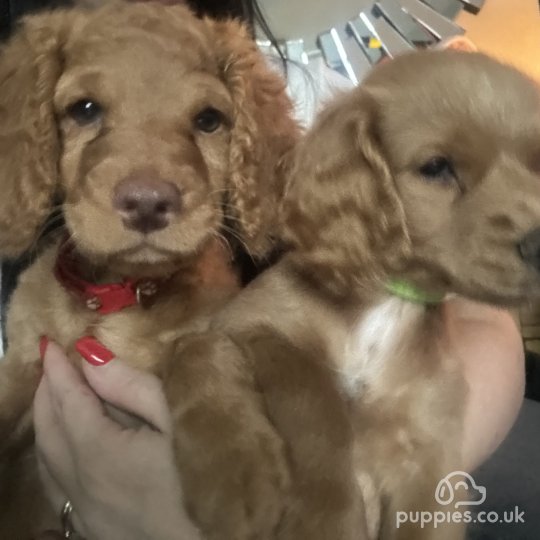 Cockapoo - Both