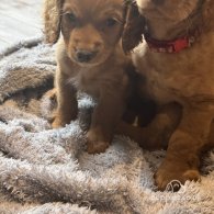 Cockapoo - Both