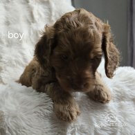 Cockapoo - Both