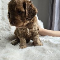 Cockapoo - Both