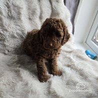 Cockapoo - Both