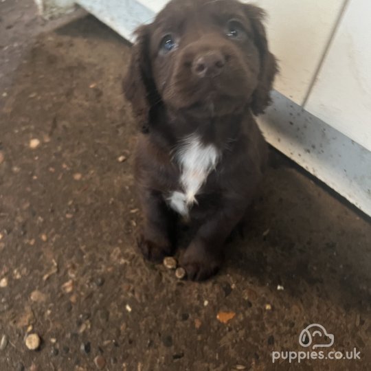 Cocker Spaniel (Working & Show) - Both