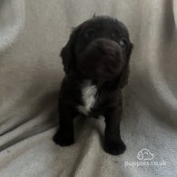 Cocker Spaniel (Working & Show) - Both