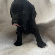 Cocker Spaniel (Working & Show) - Both