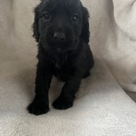 Cocker Spaniel (Working & Show) - Both