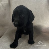 Cocker Spaniel (Working & Show) - Both