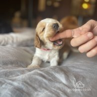 Cocker Spaniel (Working & Show) - Both