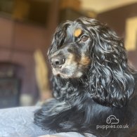 Cocker Spaniel (Working & Show) - Both