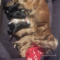 Cocker Spaniel (Working & Show) - Both