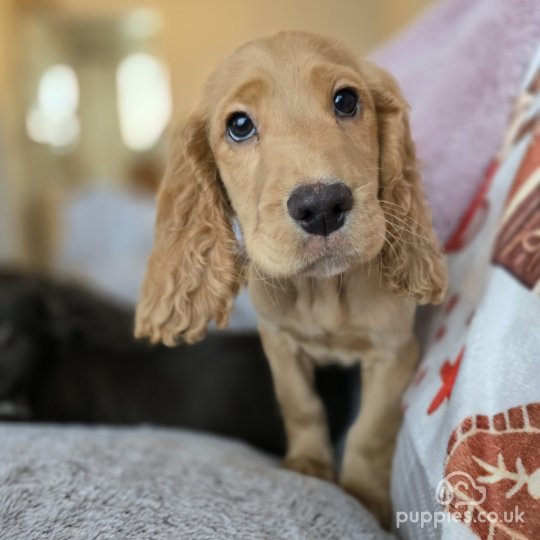 Cocker Spaniel (Working & Show) - Both