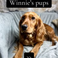 Cocker Spaniel (Working & Show) - Both