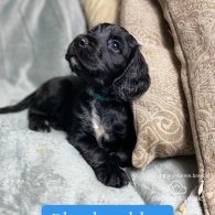 Cocker Spaniel (Working & Show) - Both