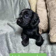 Cocker Spaniel (Working & Show) - Both