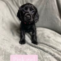 Cocker Spaniel (Working & Show) - Both