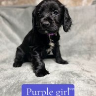 Cocker Spaniel (Working & Show) - Both