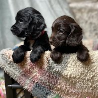 Cocker Spaniel (Working & Show) - Both