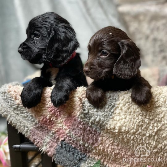 Cocker Spaniel (Working & Show) - Both