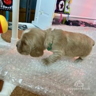 Cocker Spaniel (Working & Show) - Both