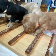 Cocker Spaniel (Working & Show) - Both