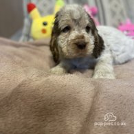 Cocker Spaniel (Working & Show) - Both