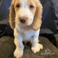 Cocker Spaniel (Working & Show) - Both