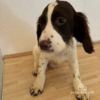 Cocker Spaniel (Working & Show) - Both