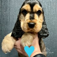 Cocker Spaniel (Working & Show) - Both