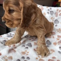 Cocker Spaniel (Working & Show) - Dogs