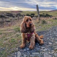 Cocker Spaniel (Working & Show) - Dogs