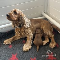 Cocker Spaniel (Working & Show) - Dogs