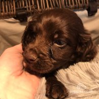 Cocker Spaniel (Working & Show) - Both