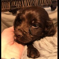 Cocker Spaniel (Working &amp; Show) - Both