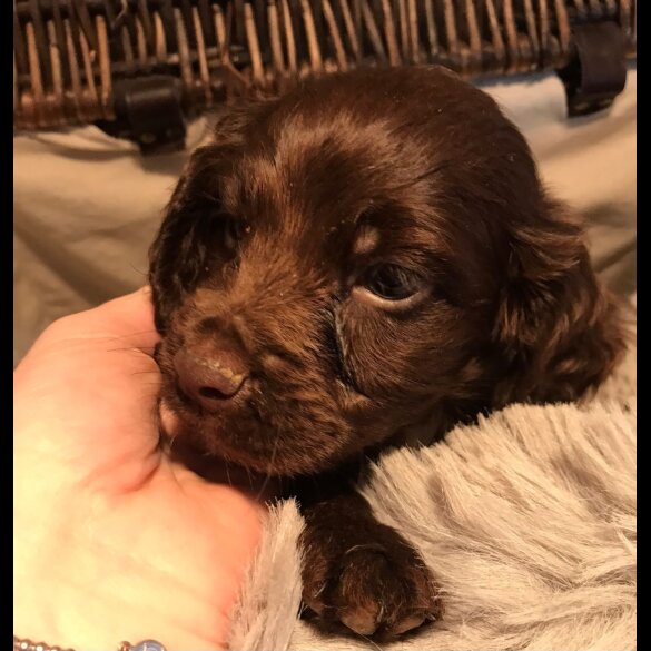 Cocker Spaniel (Working &amp; Show) - Both