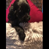 Cocker Spaniel (Working &amp; Show) - Both