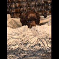 Cocker Spaniel (Working &amp; Show) - Both